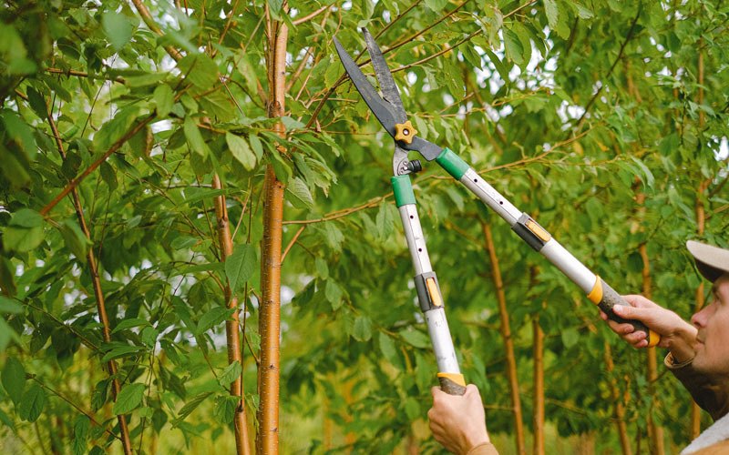 Tree trimming in Trumbull, NE
