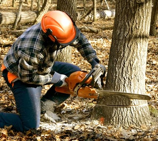 Tree Removal in Trumbull, NE